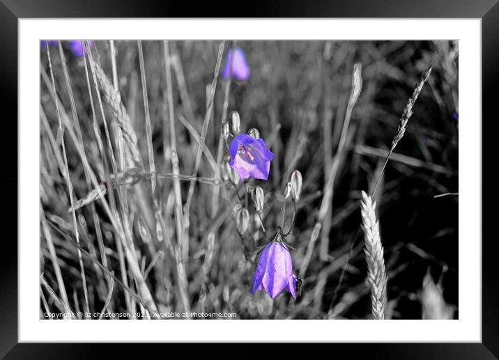 Bluebell with a fly Framed Mounted Print by liz christensen
