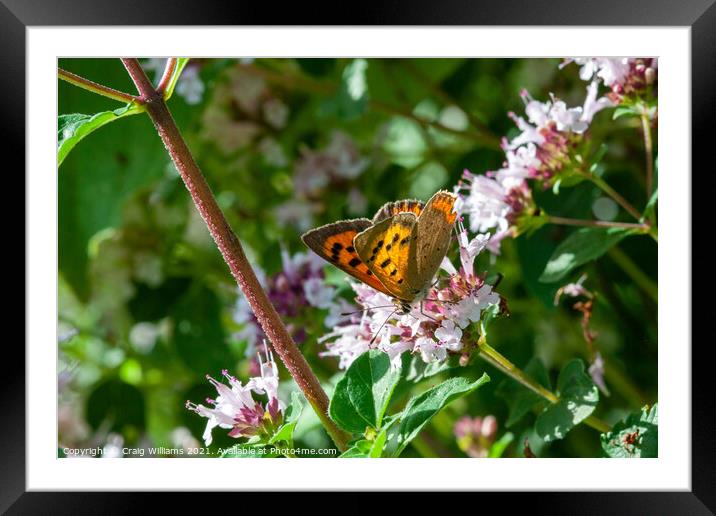 Small Copper on Wild Marjoram  Framed Mounted Print by Craig Williams