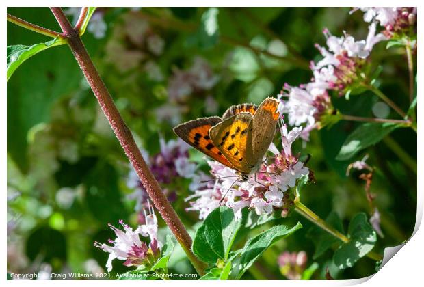 Small Copper on Wild Marjoram  Print by Craig Williams
