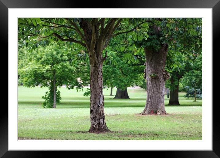 Trees in a Park Framed Mounted Print by Susan Snow