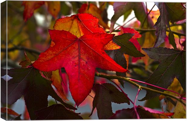 Autumn Leaves Canvas Print by Steve Purnell