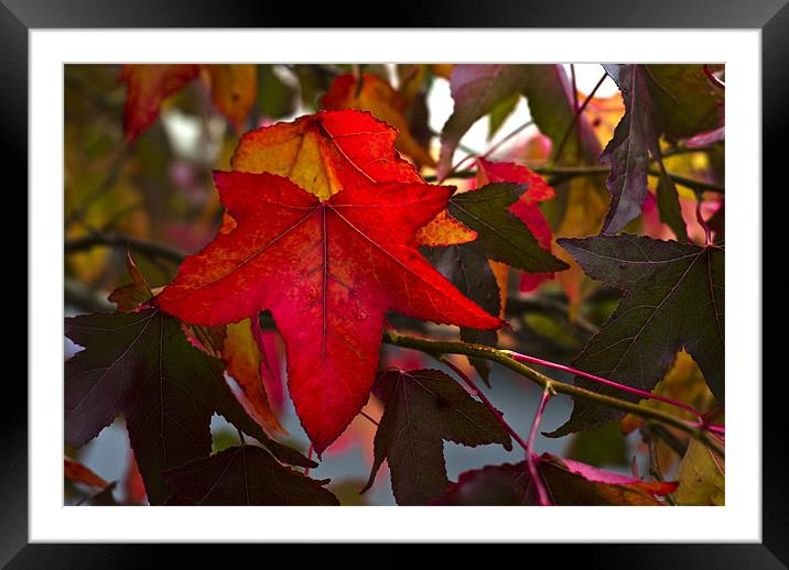 Autumn Leaves Framed Mounted Print by Steve Purnell