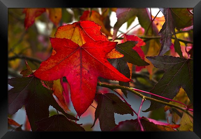 Autumn Leaves Framed Print by Steve Purnell