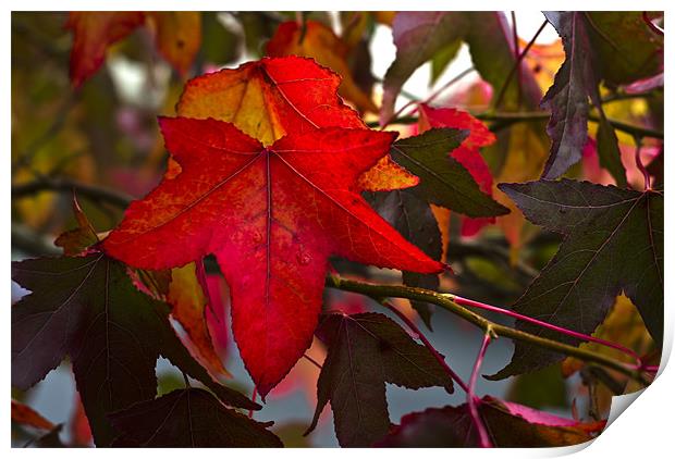 Autumn Leaves Print by Steve Purnell