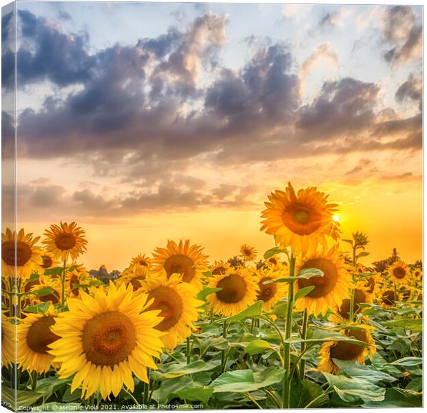 Sunset with gorgeous sunflowers Canvas Print by Melanie Viola