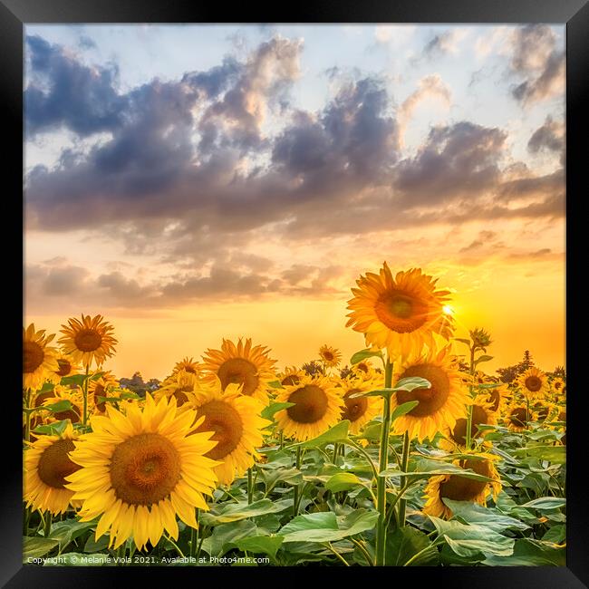 Sunset with gorgeous sunflowers Framed Print by Melanie Viola
