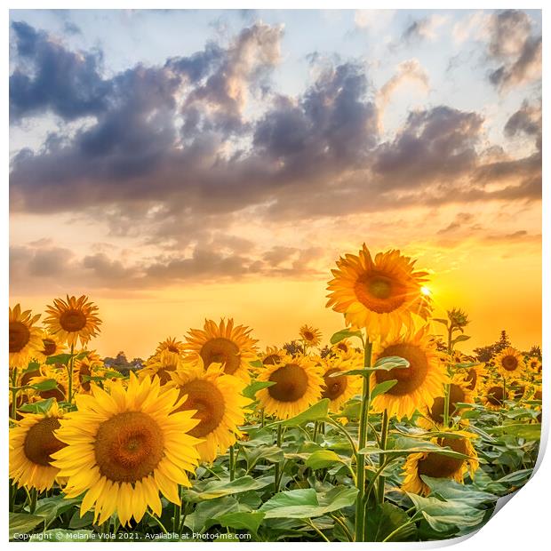 Sunset with gorgeous sunflowers Print by Melanie Viola