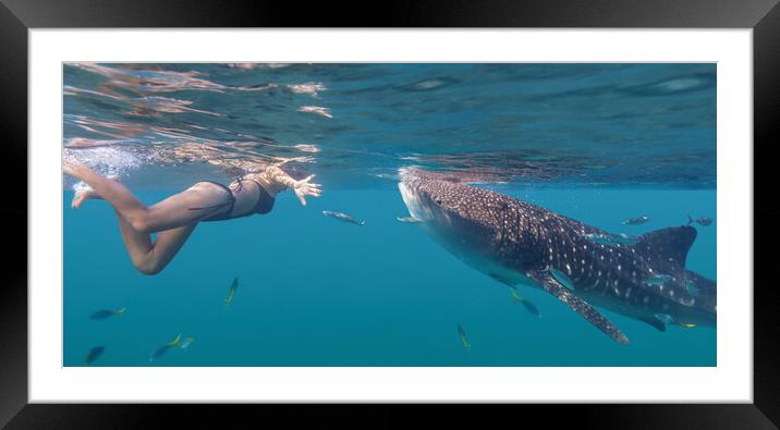 Young woman swiming with whale shark Framed Mounted Print by Svetlana Radayeva