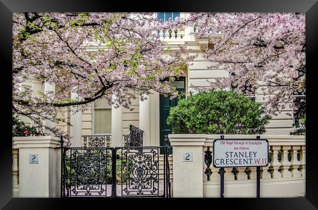 Blossoms of London Framed Print by James Brodnicki