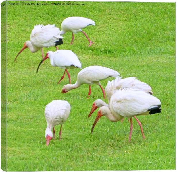 AMERICAN WHITE IBIS Canvas Print by dale rys (LP)