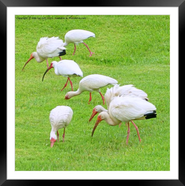 AMERICAN WHITE IBIS Framed Mounted Print by dale rys (LP)