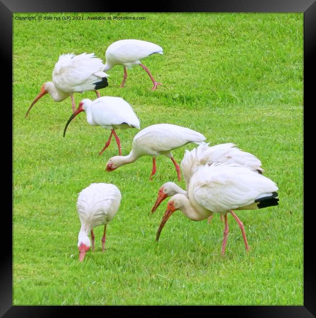 AMERICAN WHITE IBIS Framed Print by dale rys (LP)