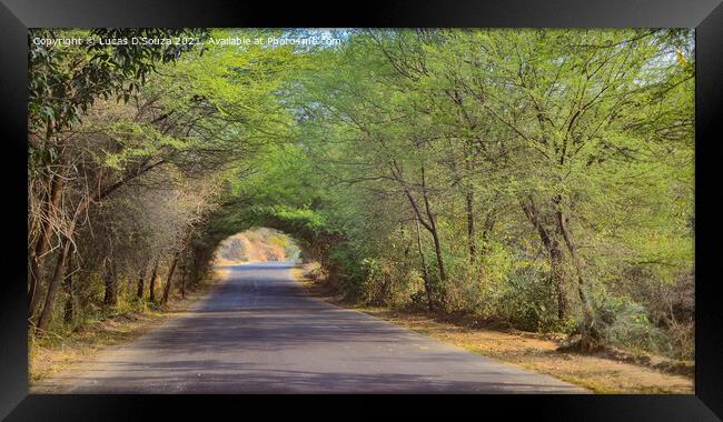 A country road with tree canopy Framed Print by Lucas D'Souza