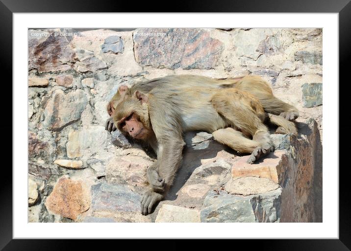 Power nap on a hot summer day Framed Mounted Print by Lucas D'Souza
