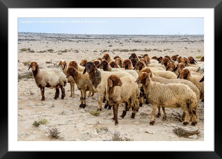 Flock of sheep in the desert Framed Mounted Print by Lucas D'Souza