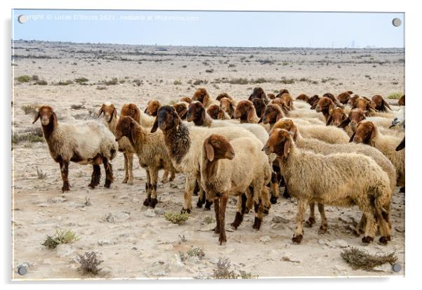 Flock of sheep in the desert Acrylic by Lucas D'Souza