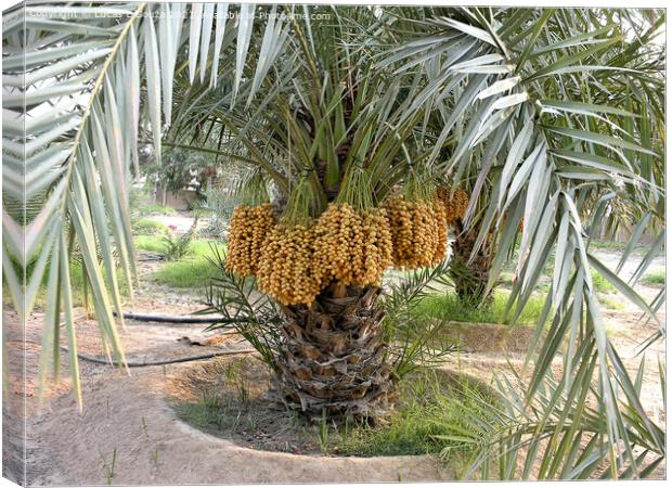 Date palms with bunches of dates Canvas Print by Lucas D'Souza