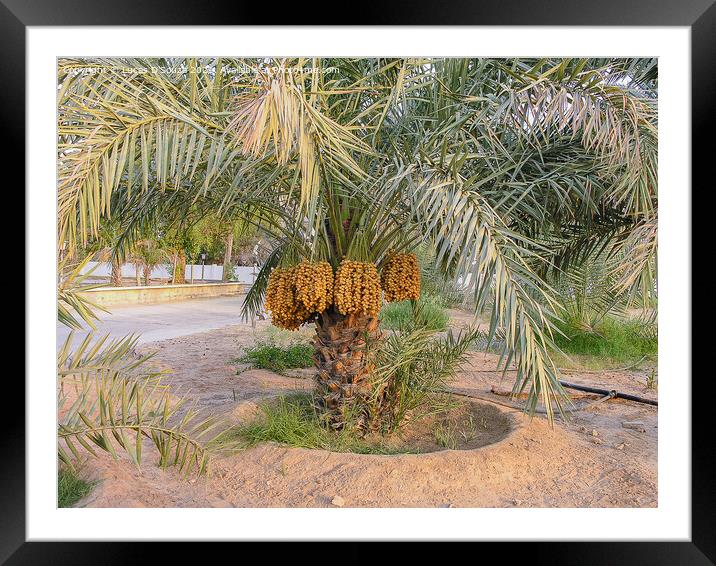 Date palms with bunches of dates Framed Mounted Print by Lucas D'Souza