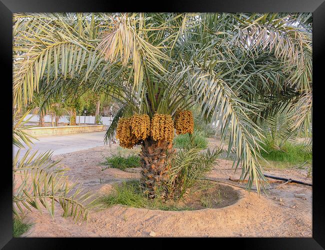 Date palms with bunches of dates Framed Print by Lucas D'Souza