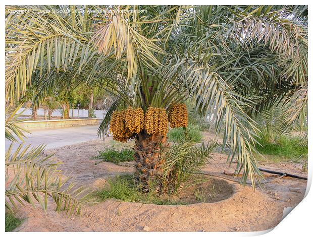 Date palms with bunches of dates Print by Lucas D'Souza
