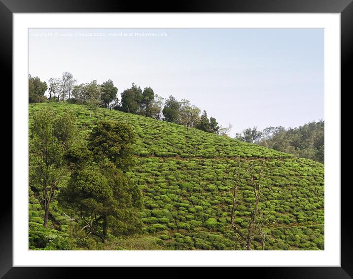 Tea Gardens at Munnar, Kerala, India Framed Mounted Print by Lucas D'Souza