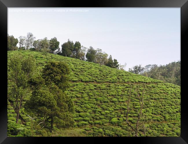Tea Gardens at Munnar, Kerala, India Framed Print by Lucas D'Souza