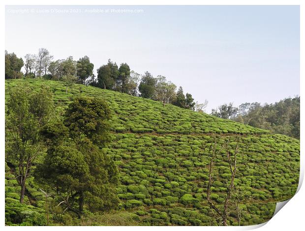 Tea Gardens at Munnar, Kerala, India Print by Lucas D'Souza