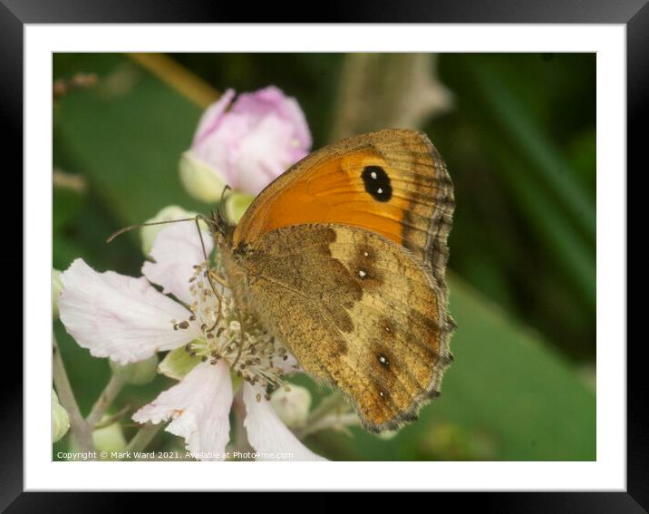 Butterfly on Blossom Framed Mounted Print by Mark Ward