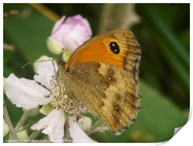 Butterfly on Blossom Print by Mark Ward