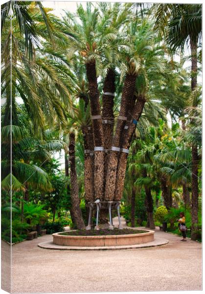The Imperial Palm Tree Canvas Print by Navin Mistry