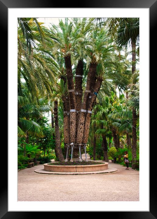 The Imperial Palm Tree Framed Mounted Print by Navin Mistry