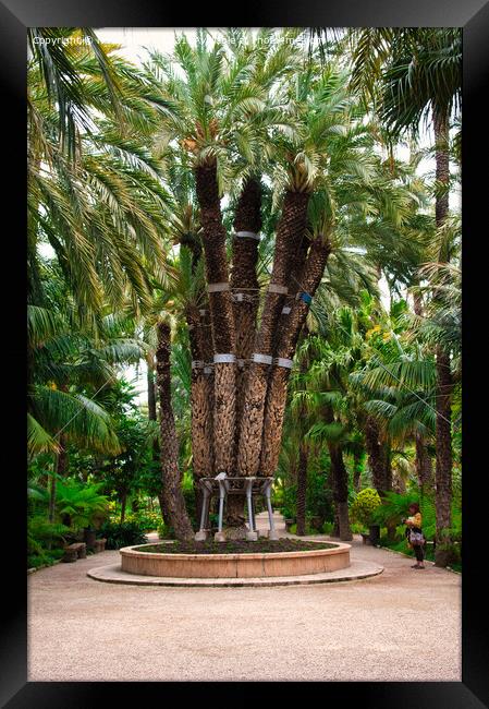 The Imperial Palm Tree Framed Print by Navin Mistry