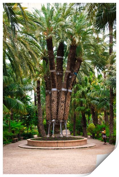 The Imperial Palm Tree Print by Navin Mistry