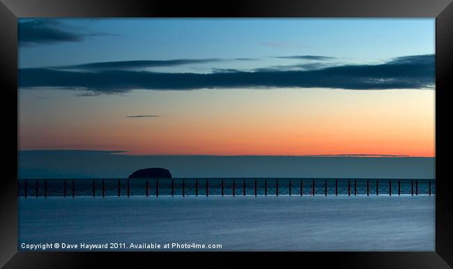 Delight Framed Print by Dave Hayward