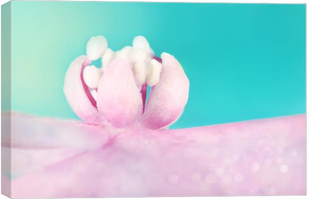 Baby Blue Hydrangea  Canvas Print by Sharon Johnstone