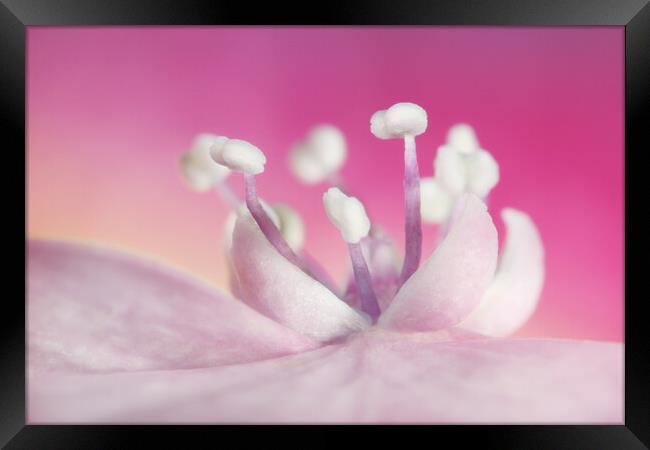 Pretty in Pink Hydrangea Framed Print by Sharon Johnstone