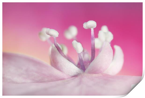 Pretty in Pink Hydrangea Print by Sharon Johnstone