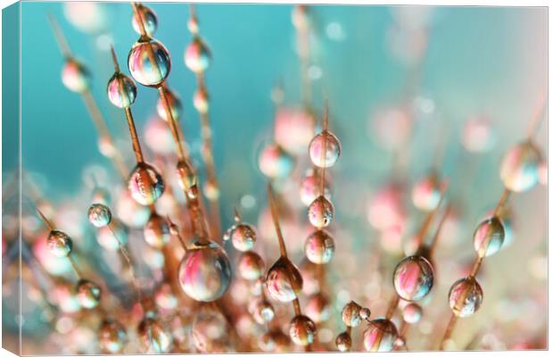 Cactus Drops Canvas Print by Sharon Johnstone