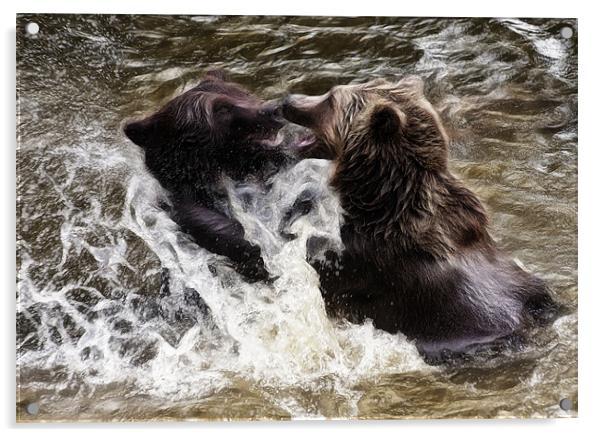 Brown Bears Acrylic by Sam Smith