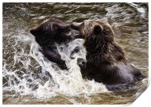 Brown Bears Print by Sam Smith