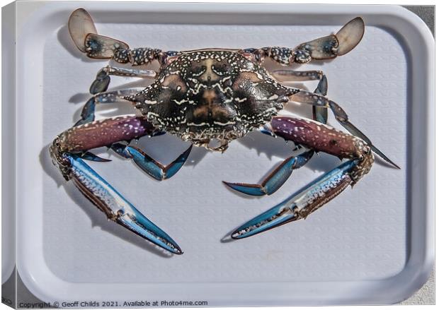 Uncooked Blue Swimmer Crab on a tray. Canvas Print by Geoff Childs