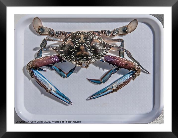 Uncooked Blue Swimmer Crab on a tray. Framed Mounted Print by Geoff Childs