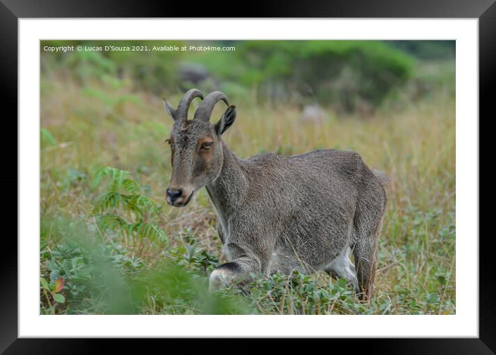 Wild goat Nilgiri Tahr Framed Mounted Print by Lucas D'Souza