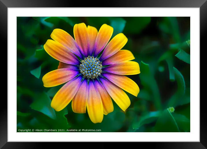 Osteospermum Flower Framed Mounted Print by Alison Chambers