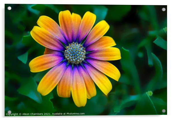 Osteospermum Flower Acrylic by Alison Chambers