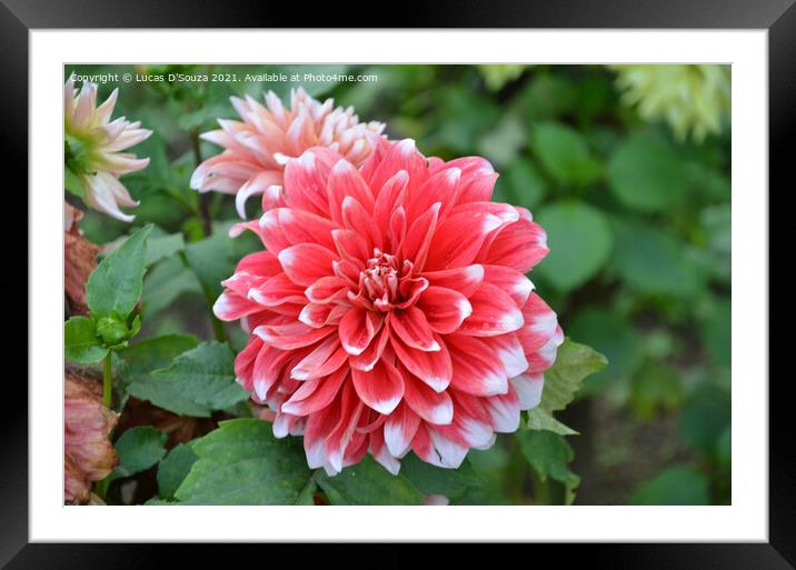 Dahlia flowers with buds Framed Mounted Print by Lucas D'Souza