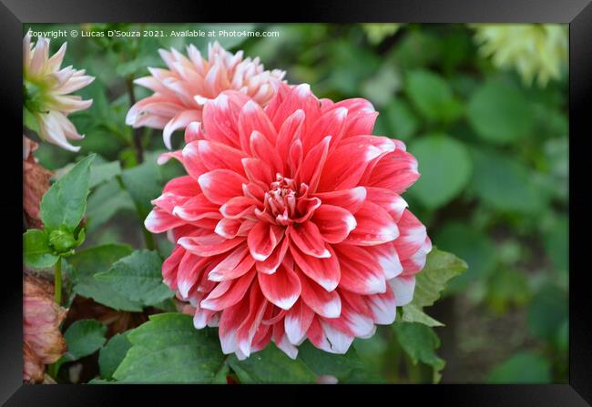 Dahlia flowers with buds Framed Print by Lucas D'Souza