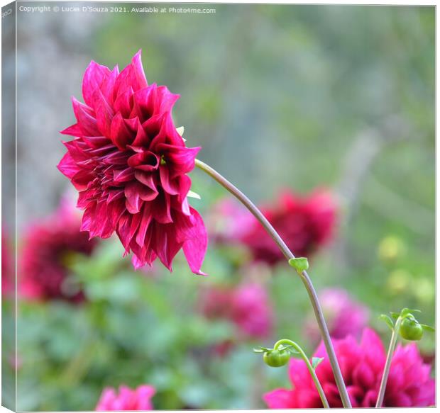 Dahlia flowers with buds Canvas Print by Lucas D'Souza