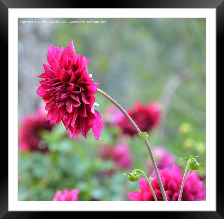 Dahlia flowers with buds Framed Mounted Print by Lucas D'Souza
