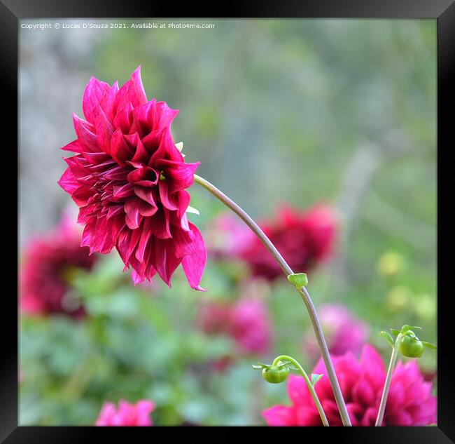 Dahlia flowers with buds Framed Print by Lucas D'Souza